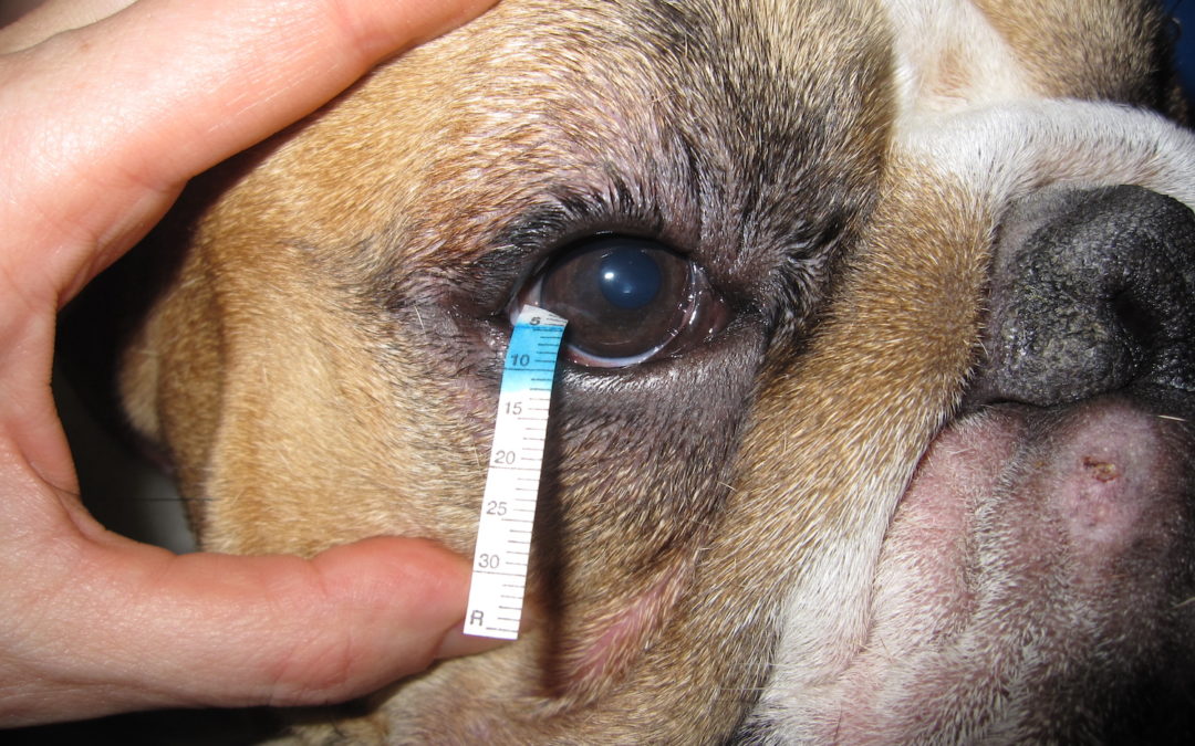 La sècheresse oculaire chez le chien
