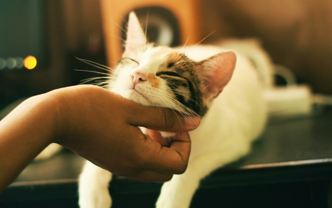 Mon chat n&rsquo;urine pas : que faire ?