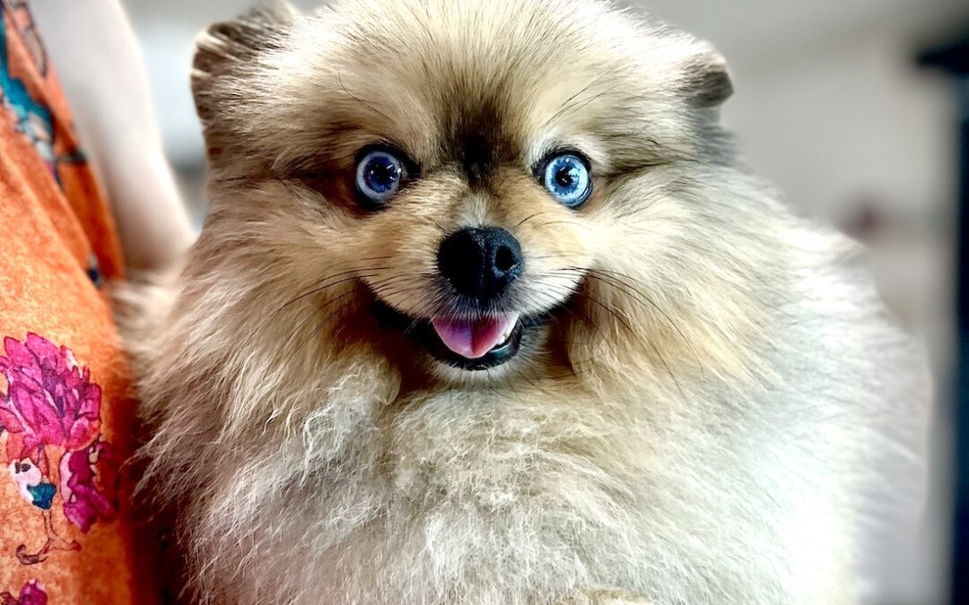 Mon animal fait une crise d’épilepsie : que faire ?